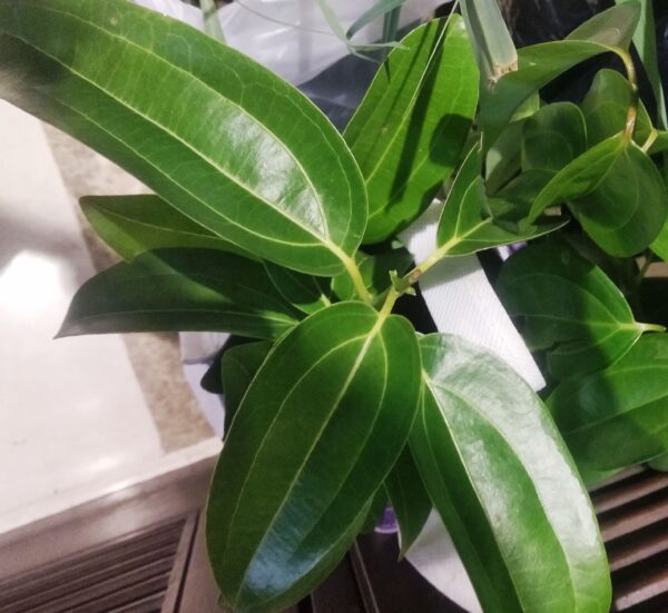 Tej Patta/ Pulao leaf sapling