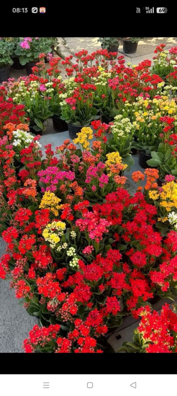 Kalanchoe flowering plant