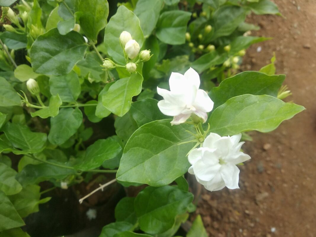 Jasmine flower sapling - A Green Venture