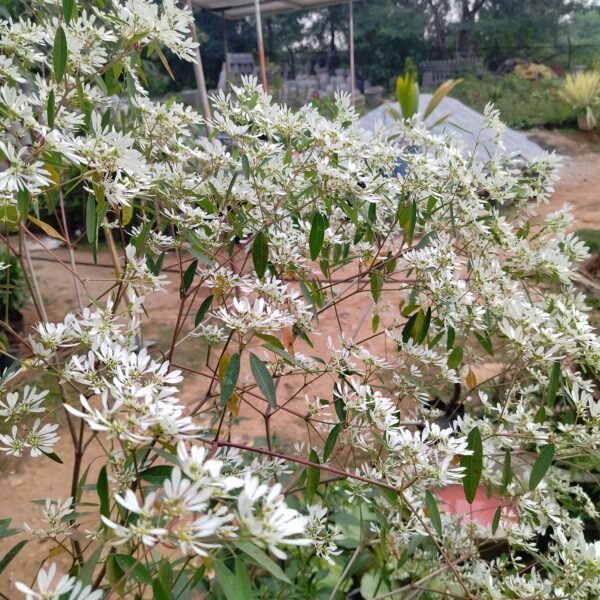 White Snowbush (Christmas special) medium size - Image 2